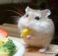 /album/fotogalereya/a1256636815-kormlenie-xomyachkov-jpeg/
