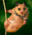 /album/fotogalereya/emo-hamster1-jpg/